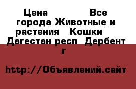 Zolton › Цена ­ 30 000 - Все города Животные и растения » Кошки   . Дагестан респ.,Дербент г.